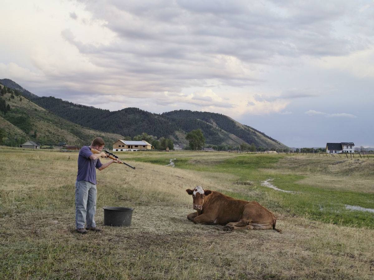 “I watched as Adam, a Wyoming school teacher, aimed a rifle at a cow. Just before Adam pulled the trigger, I pressed the shutter release. The sound of my camera made the cow look at me. I made another photograph, and a second later Adam fired his gun. That moment of eye contact with the cow felt the most memorable, almost human.”
